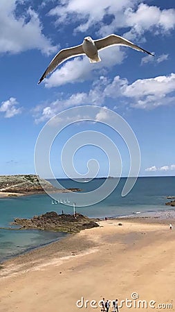 Seagull Natural sea birds Stock Photo